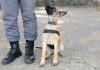 Pela 1ª vez, Canil do 8º Baep da Polícia Militar prepara cadela para detecção e localização de explosivos