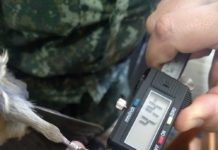 Polícia Ambiental constata irregularidades em anilhas de aves e multa idoso em R$ 3 mil