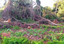 Fiscalização emite multas que passam de R$ 44 mil por degradações ambientais em fazenda