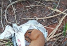 “O choro pode durar a noite toda, mas a alegria vem pela manhã”