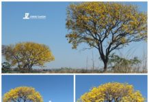 Rodovia SP-425 tem colorido especial em trecho de Dracena