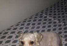 Animal está desaparecido desde ontem à noite