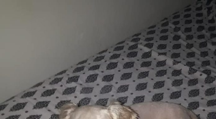 Animal está desaparecido desde ontem à noite