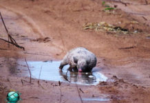 Depois da Chuva a Natureza começa a reagir em meio a devastação em reserva de Castilho