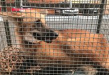 Lobo-guará é capturado pelo Corpo de Bombeiros no Centro de Dracena