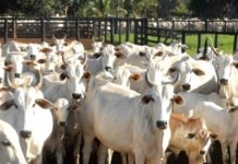 Furto de Gado é registrado nesta madrugada em Junqueirópolis