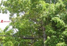 Árvores tem causado problemas a moradores até com queda de energia