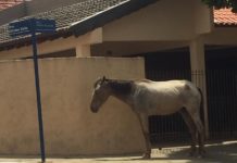 Animais continuam soltos sem nenhuma ação do poder público municipal