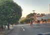 Familia de Equinos passeia tranquilamente por avenida movimentada de Dracena