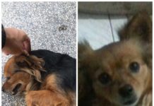 Cachorra está desaparecida no jardim das Palmeiras