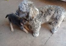 Cachorro está desaparecido no jardim Santa Clara