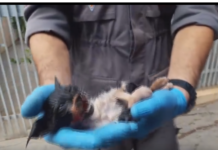 Bombeiros atendem ocorrência a Felino, com final feliz