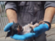 Bombeiros atendem ocorrência a Felino, com final feliz