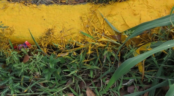 Acreditem: Mato passa por pintura em Dracena, é a “Cidade Milagre”