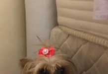 Cachorra desapareceu no bairro São Cristóvão