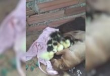 Cadela ‘adota’ ninhada de patinhos encontrados sozinhos em represa