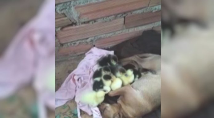 Cadela ‘adota’ ninhada de patinhos encontrados sozinhos em represa