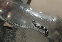 Filhote de Cobra foi capturado em rua do conjunto Paulo Vendramini