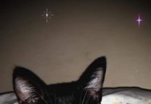 Gata está desaparecida, criança desesperada