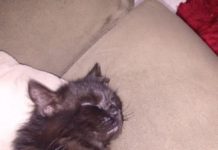 Gato está desaparecido