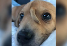 Cãozinho nasce com rabinho na cabeça e recebe apelido de “unicórnio”; assista