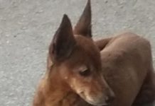 Cachorra está desaparecida