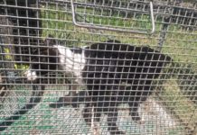 Cachorros são resgatados de dentro de buraco de residência em construção
