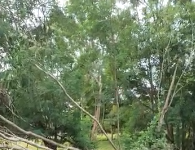 Reclamação da População: Árvores de Área Verde estão caindo, Prefeitura já foi avisada mas não toma providências