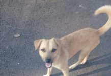 Cachorro está perdido em bairro da cidade