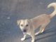 Cachorro está perdido em bairro da cidade
