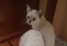 Doa-se gatos, 2 fêmeas e um macho