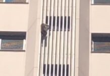 Macaco é flagrado escalando prédio de 16 andares e mobiliza bombeiros no interior de SP