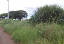 Casal oferece trabalho para capinação de terrenos