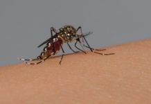 Mulher de 92 anos morre com suspeita de dengue em Presidente Prudente