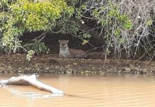 Vigilantes do Morro do Diabo registram imagens de onça-pintada durante ronda no Rio Paranapanema