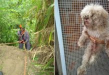 Cão é resgatado por bombeiros após cair em penhasco ao se assustar com fogos de artifício no interior de SP