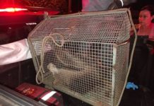 Tamanduá foi capturado no jardim das Palmeiras III em Dracena