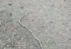 Reclamação da População: Moradora registra o aparecimento de Cobra em bairro da cidade