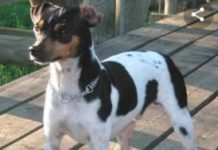 Cachorra está desaparecida na região central da cidade