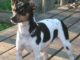 Cachorra está desaparecida na região central da cidade