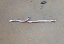 Reclamação da População: Casas abandonadas, sujeira e animais peçonhentos