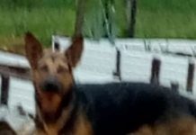 Cachorro perdido está em sitio no aguardo do seu dono