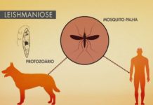 Dracena confirma 1ª morte por leishmaniose em ser humano em 2020