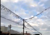 Andorinhas em grande quantidade em fiação da rede elétrica no bairro Palmeiras