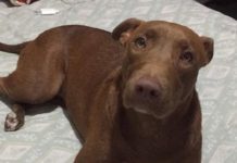 Cachorra desapareceu no bairro Metrópole