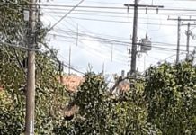 Reclamação da População: Poda drástica de árvores e falta de recolhimento dos galhos