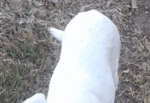 Cachorro está perdido há alguns dias no bairro Emilio Zanata