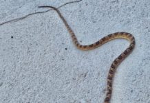 Moradores encontram cobra em plena rua do bairro Metrópole