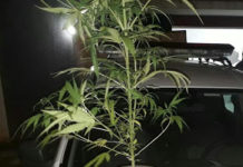 Indivíduos são surpreendidos pela Polícia Militar regando “Pé de Maconha”