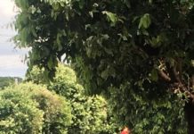 Na manhã de ontem foram registrados dois acidentes de trânsito em Dracena